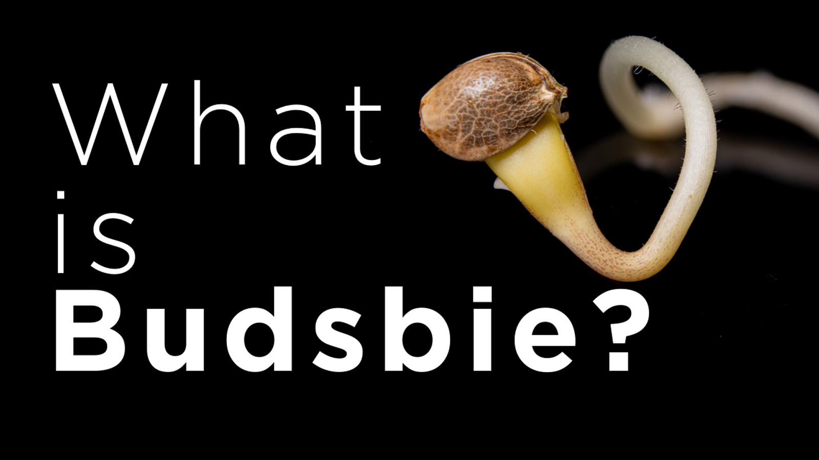 Why Budsbie?